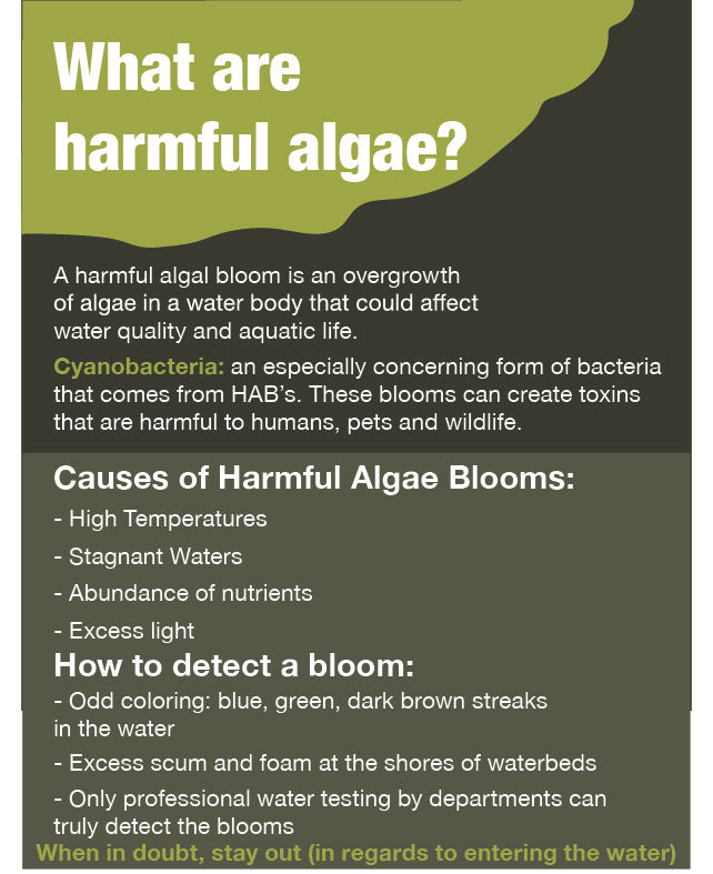 Algae infographic